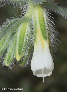 Onosma rascheyana  Geotagged,Onosma rascheyana,Spring
