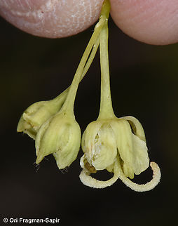 Acer monspessulanum ssp. microphyllum  Acer monspessulanum,Geotagged,Montpellier maple,Spring