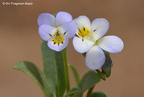 Viola modesta  Geotagged,Spring,Viola modesta