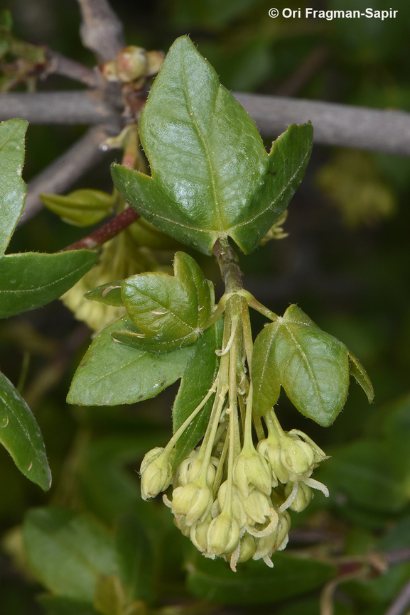Acer monspessulanum ssp. microphyllum  Acer monspessulanum,Geotagged,Montpellier maple,Spring