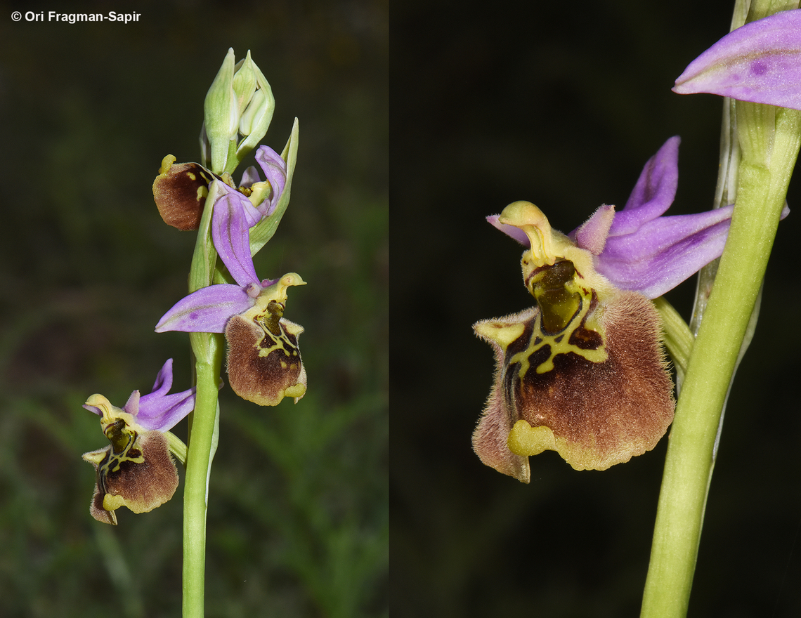 Ophrys fuciflora  Geotagged,Ophrys fuciflora,Spring