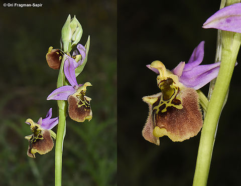 Ophrys fuciflora  Geotagged,Ophrys fuciflora,Spring
