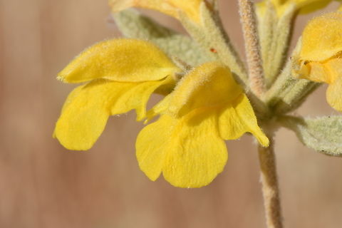 Phlomis brachyodon  Geotagged,Phlomis brachyodon,Spring