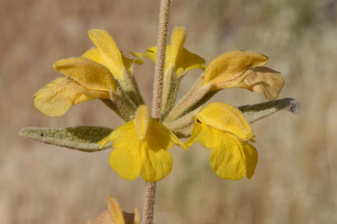 Phlomis brachyodon  Geotagged,Phlomis brachyodon,Spring