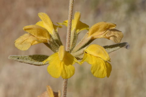 Phlomis brachyodon  Geotagged,Phlomis brachyodon,Spring