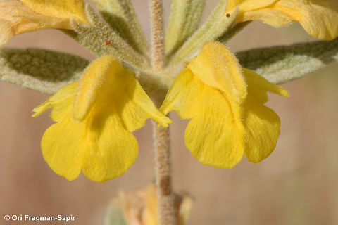 Phlomis brachyodon  Geotagged,Phlomis brachyodon,Spring