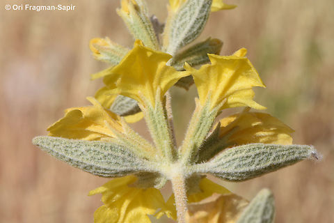 Phlomis brachyodon  Geotagged,Phlomis brachyodon,Spring