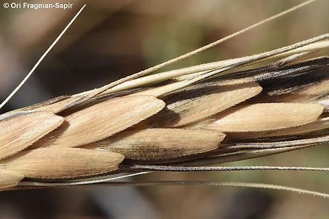 Triticum dicoccoides  Emmer wheat,Geotagged,Spring,Triticum dicoccum