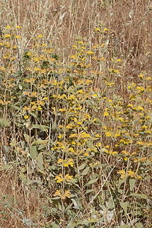 Phlomis brachyodon  Geotagged,Phlomis brachyodon,Spring