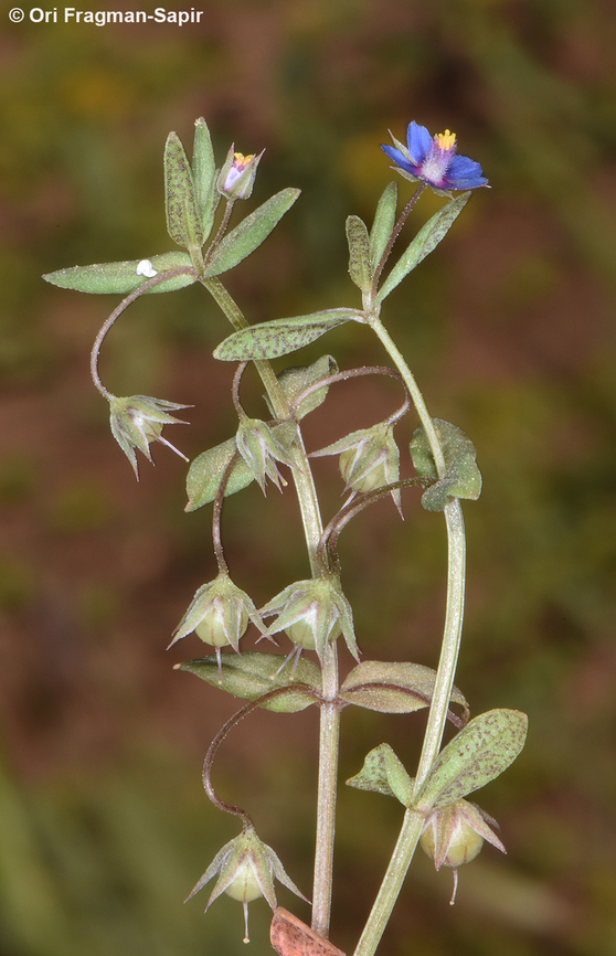 Lysimachia foemina  Foemina Pimpernel,Geotagged,Lysimachia foemina,Spring