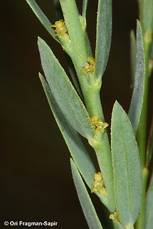 Thymelaea passerina  Geotagged,Spring,Thymelaea passerina