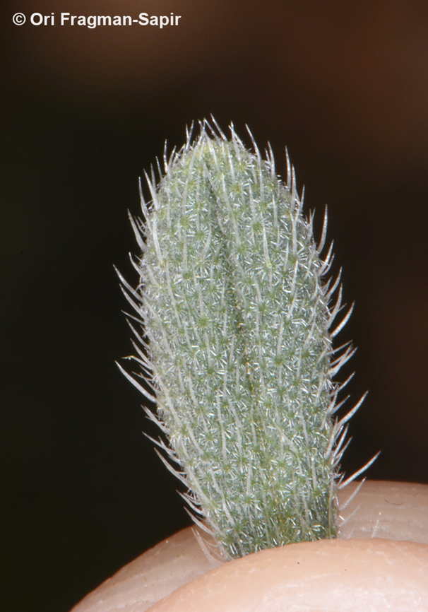 Onosma rascheyana  Geotagged,Onosma rascheyana,Spring