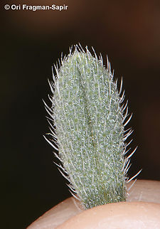 Onosma rascheyana  Geotagged,Onosma rascheyana,Spring