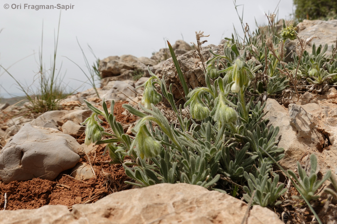 Onosma rascheyana  Geotagged,Onosma rascheyana,Spring