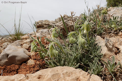 Onosma rascheyana  Geotagged,Onosma rascheyana,Spring