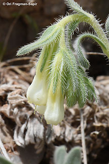 Onosma rascheyana  Geotagged,Onosma rascheyana,Spring