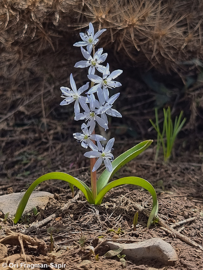Scilla libanotica  Geotagged,Scilla libanotica,Spring