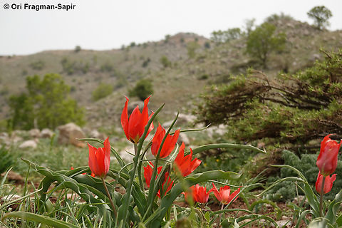 Tulipa agenensis  Eyed Tulip,Geotagged,Spring,Tulipa agenensis