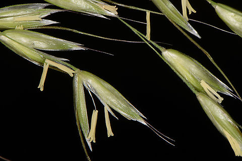 Arrhenatherum elatius  Arrhenatherum elatius,Geotagged,Spring