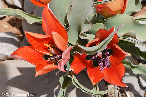 Tulipa agenensis  Eyed Tulip,Geotagged,Spring,Tulipa agenensis