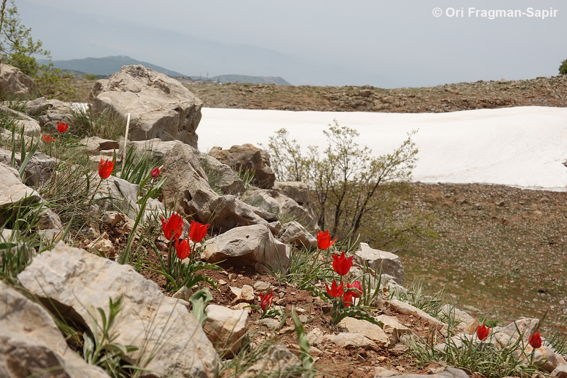 Tulipa agenensis  Eyed Tulip,Geotagged,Spring,Tulipa agenensis