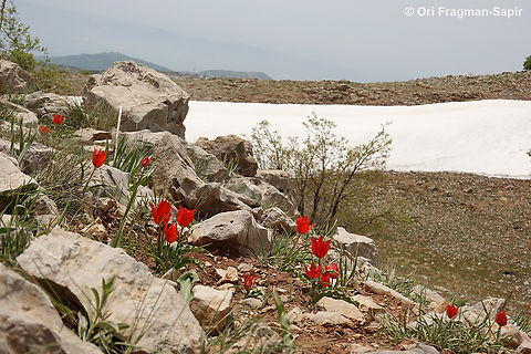 Tulipa agenensis  Eyed Tulip,Geotagged,Spring,Tulipa agenensis