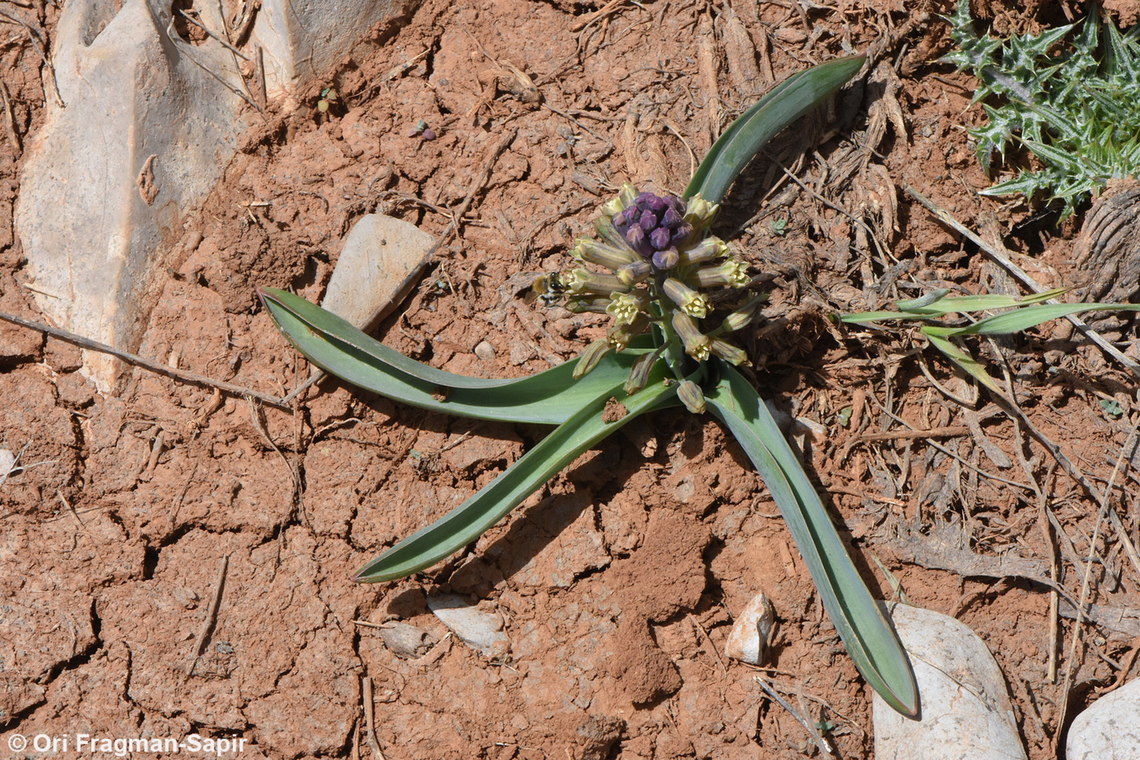 Bellevalia hermonis  Bellevalia hermonis,Geotagged,Spring