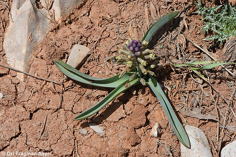 Bellevalia hermonis  Bellevalia hermonis,Geotagged,Spring