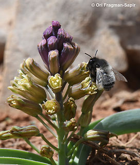 Bellevalia hermonis  Bellevalia hermonis,Geotagged,Spring