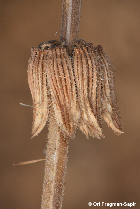 Salvia viridis  Geotagged,Salvia viridis,Spring