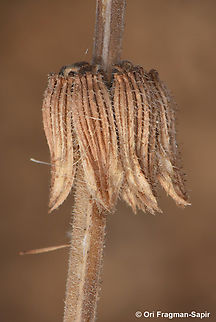 Salvia viridis  Geotagged,Salvia viridis,Spring