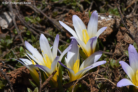 Romulea nivalis  Geotagged,Romulea nivalis,Spring