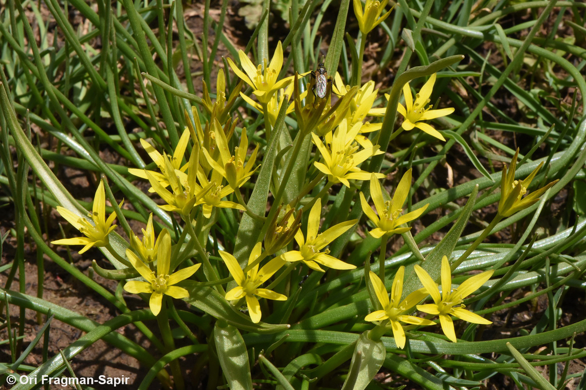 Gagea liotardii  Gagea liotardii,Geotagged,Spring