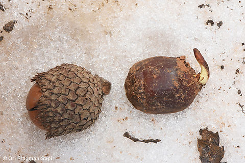Quercus look germinating acorn that was frozen or almost frozen in winter and revealed only in May Geotagged,Quercus look,Spring