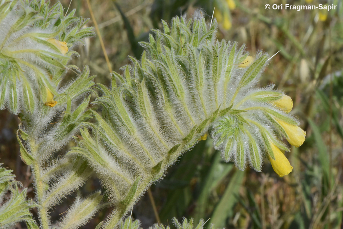 Onosma gigantea  Geotagged,Onosma gigantea,Spring