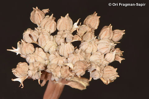 Valerianella orientalis  Valerianella orientalis