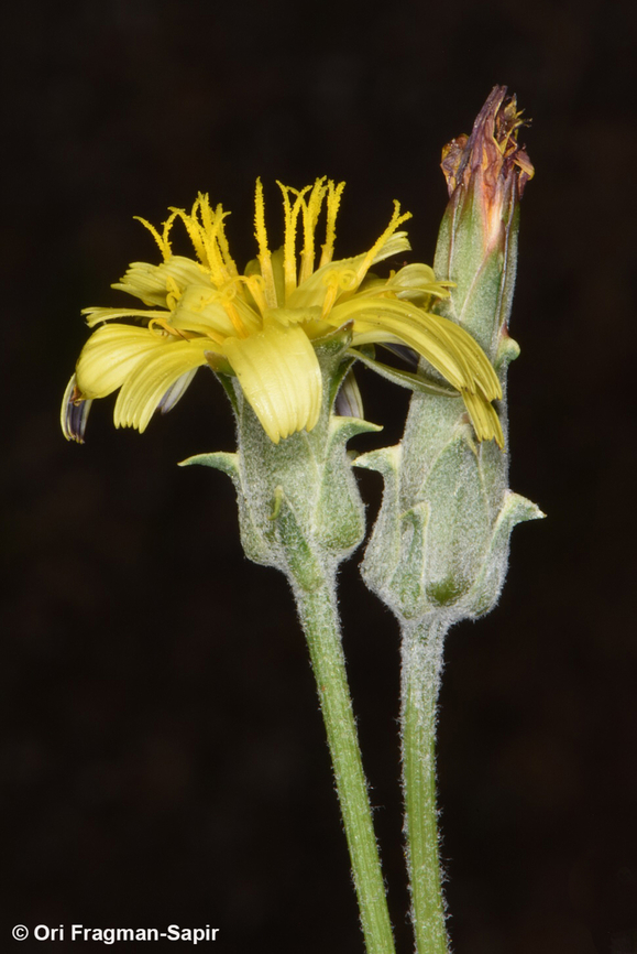 Scorzonera meyeri  Scorzonera meyeri