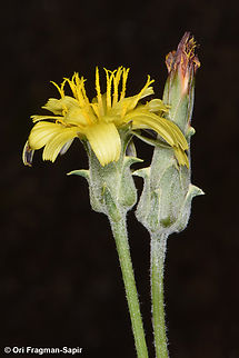 Scorzonera meyeri  Scorzonera meyeri