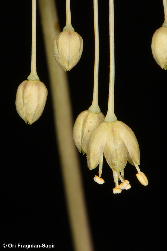 Allium decaisnei  Allium decaisnei