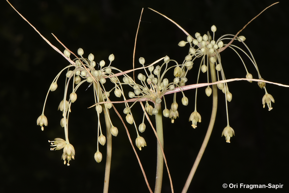 Allium decaisnei  Allium decaisnei