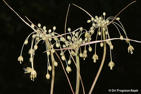Allium decaisnei  Allium decaisnei