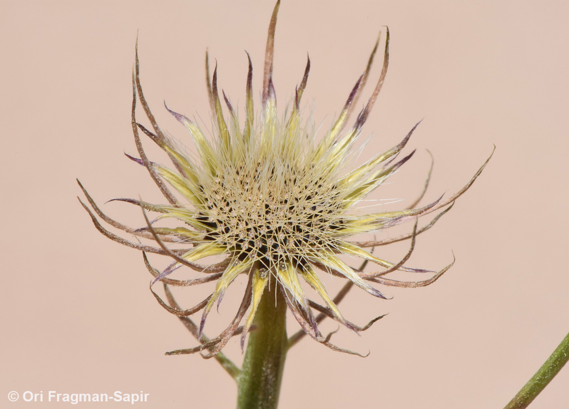 Tolpis umbellata  Tolpis umbellata