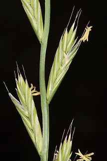 Lolium multiflorum  Festuca perennis