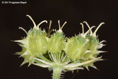 Lisaea strigosa  Lisaea strigosa