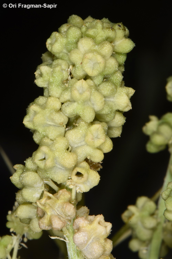 Reseda globulosa  Reseda globulosa