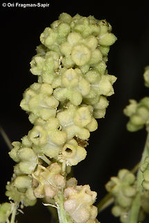 Reseda globulosa  Reseda globulosa