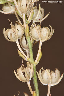 Linaria pelisseriana  Linaria pelisseriana,Pelisser's Toadflax