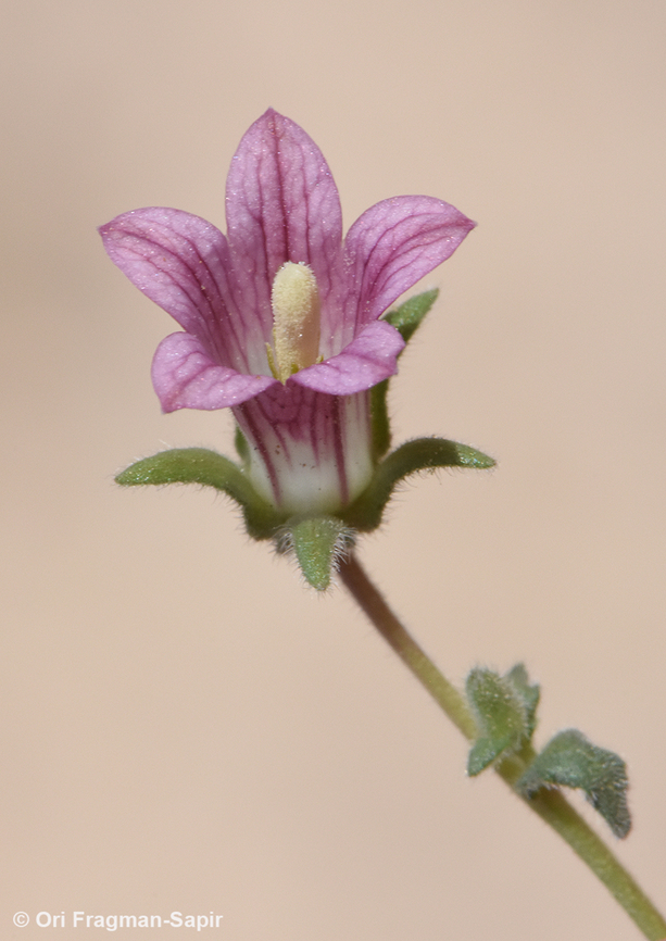 Campanula dulcis  Campanula dulcis,Egypt,Geotagged,Spring