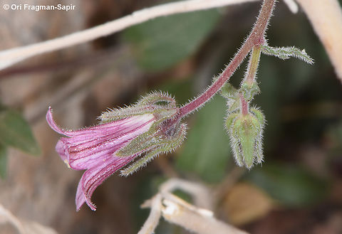 Campanula dulcis  Campanula dulcis,Egypt,Geotagged,Spring