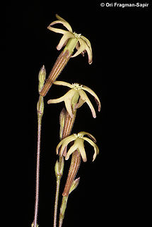 Silene leucophylla S Sinai Highlands, J Safsafa above Farsh Safsafa Egypt,Geotagged,Silene leucophylla,Spring